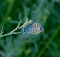 Polyommatus icarus
