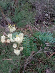 Acacia terminalis
