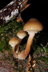 Armillaria hinnulea