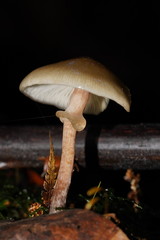 Armillaria hinnulea