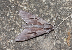 Sphinx maurorum