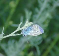 Polyommatus icarus