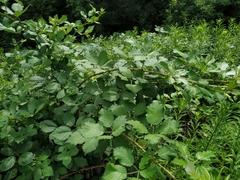 Rubus procerus