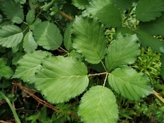 Rubus procerus