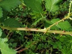 Rubus procerus
