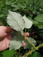 Rubus procerus