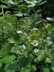 Rubus procerus