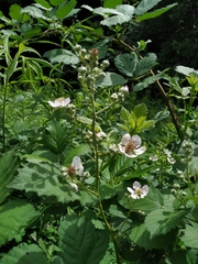 Rubus procerus