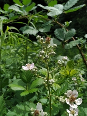 Rubus procerus