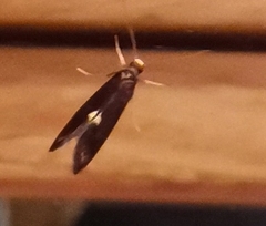 Psychoides filicivora