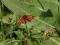 Melitaea trivia