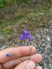 Delphinium consolida