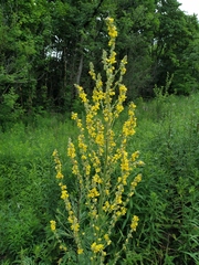 Verbascum lychnitis