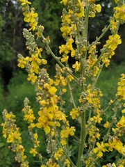 Verbascum lychnitis