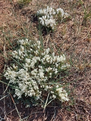 Astragalus brevifolius