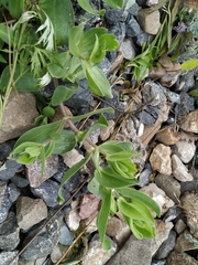 Gypsophila perfoliata