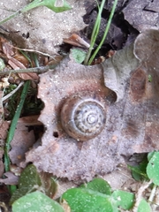 Euomphalia strigella