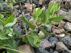 Gypsophila perfoliata
