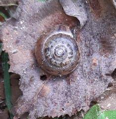 Euomphalia strigella