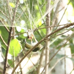 Arachnothera modesta