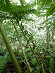 Freycinetia arborea
