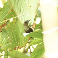 Malacopteron magnirostre