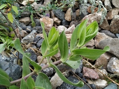 Gypsophila perfoliata