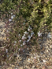 Myoporum parvifolium