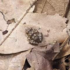 Limnonectes macrognathus