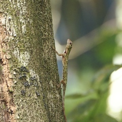 Draco blanfordii