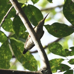 Arachnothera modesta