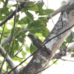 Arachnothera modesta