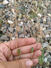 Papaver dubium stevenianum