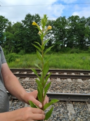 Oenothera rubricaulis