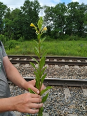 Oenothera rubricaulis
