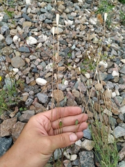 Papaver dubium stevenianum