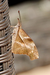 Libythea laius