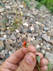 Papaver dubium stevenianum