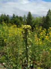 Hieracium robustum