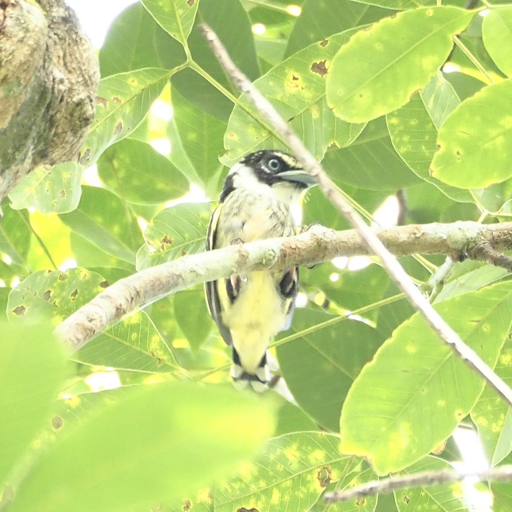 Black-And-Yellow Broadbill