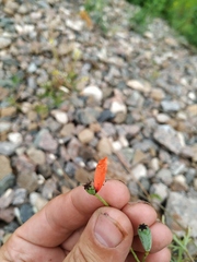 Papaver dubium stevenianum