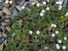 Convolvulus arvensis