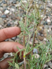 Papaver dubium stevenianum
