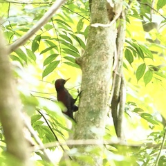 Blythipicus rubiginosus