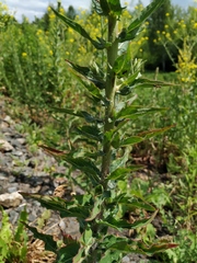 Hieracium robustum