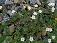 Convolvulus arvensis