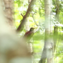 Blythipicus rubiginosus