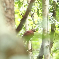 Blythipicus rubiginosus