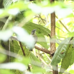 Malacopteron magnirostre