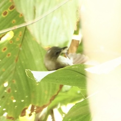 Malacopteron magnirostre